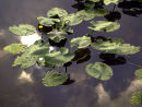 Spatterdock at Wakodahatchee
